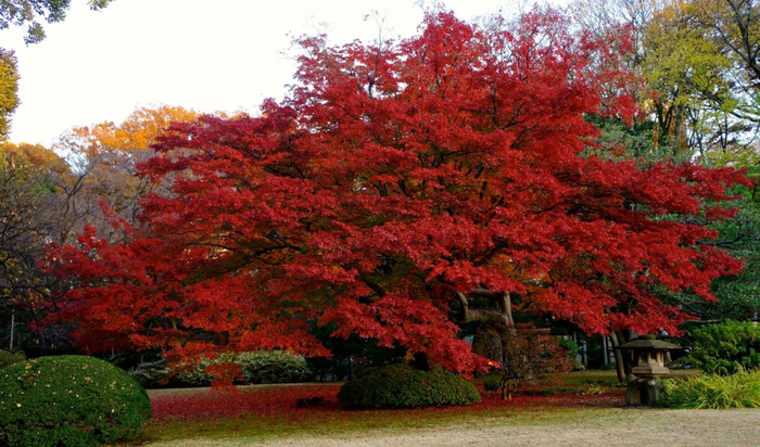 Rikugien-Garden-04-1024x603 (700x412, 420Kb)