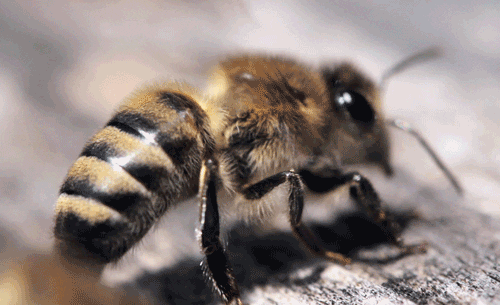 3085196_content_the_bees6 (500x305, 1045Kb)