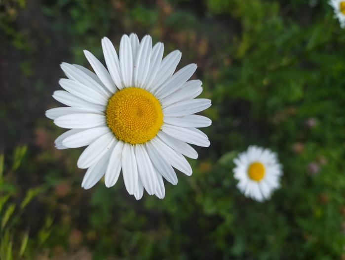 4334329_r195922 (700x528, 176Kb)