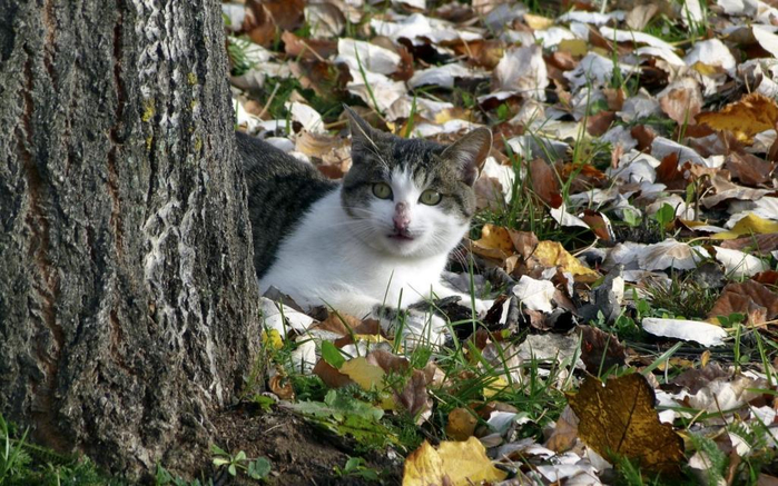 cat-nature-autumn (700x437, 399Kb)