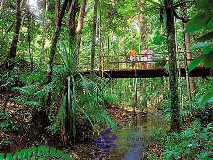 _tmp_out_Daintree_Forest-22 (700x525, 557Kb)