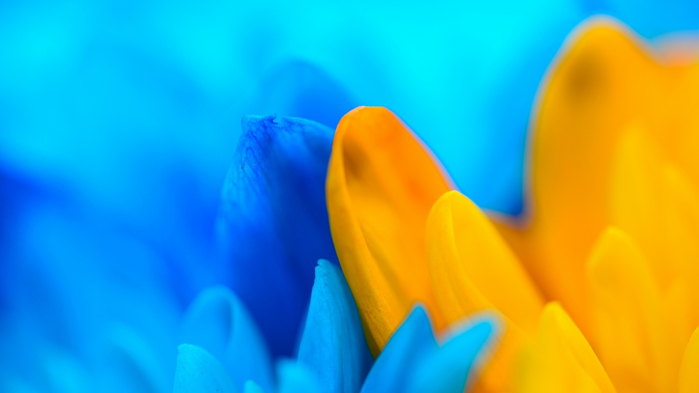 52348-cvety_sinij_zheltyj_razmytost_nezhnost (700x393, 168Kb)