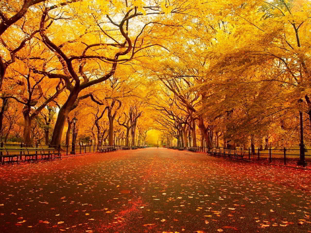 Nature___Seasons___Autumn 24 (640x480, 622Kb)