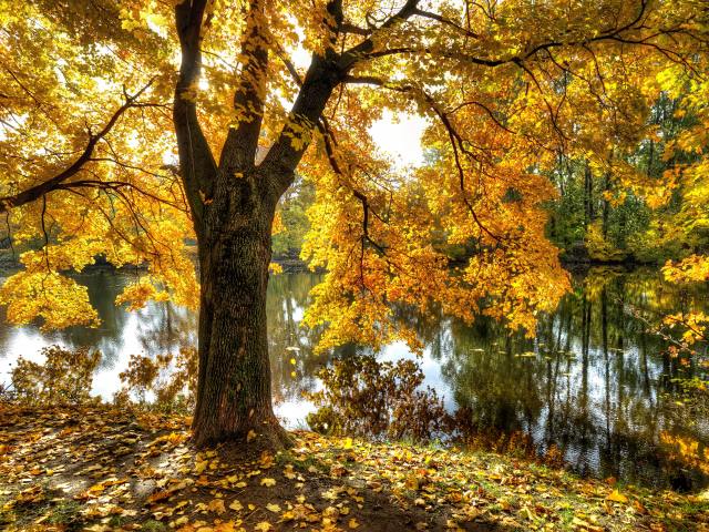 Nature___Seasons___Autumn 30 (640x480, 784Kb)