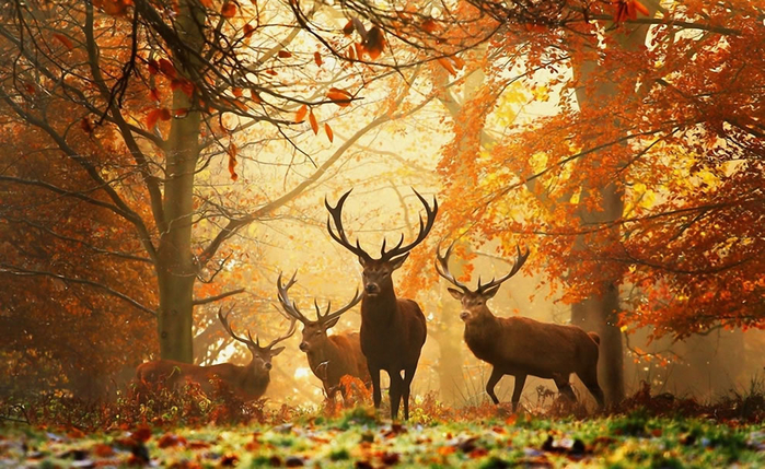 Nature___Seasons___Autumn 33 (700x429, 474Kb)