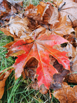  IMG_20201108_122809 (525x700, 660Kb)