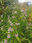 Превью IMG_20200920_135111 (525x700, 517Kb)