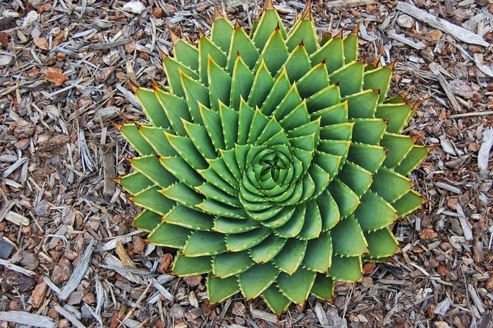 PlantsGeometry03 (700x465, 195Kb)