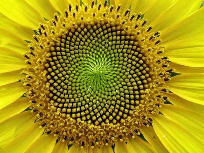 PlantsGeometry05 (700x525, 156Kb)