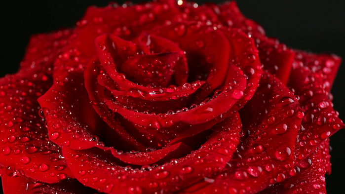 red-rose-roza-cvetok-krasnyy (700x393, 357Kb)
