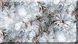 depositphotos_57292467-stock-photo-winter-background-a-coniferous-tree (300x169, 16Kb)