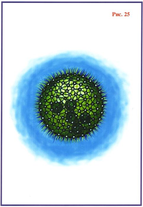 Fig-25 (483x700, 40Kb)
