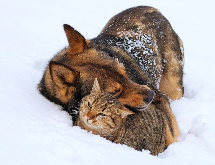 7 интересных фактов об отношении кошек к снегу и зиме