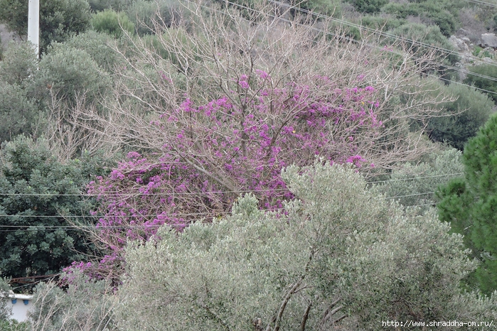 , , Patara, Turkey, Shraddhatravel 2010 (31) (700x466, 414Kb)