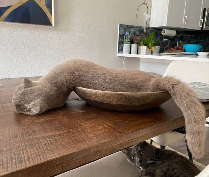гекучесть кошки (700x593, 74Kb)