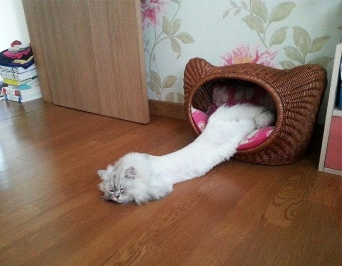 тек (700x545, 72Kb)
