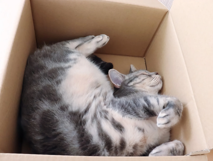 5 интересных особенностей кошачьего сна
