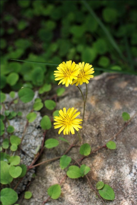 i (7) (467x700, 305Kb)