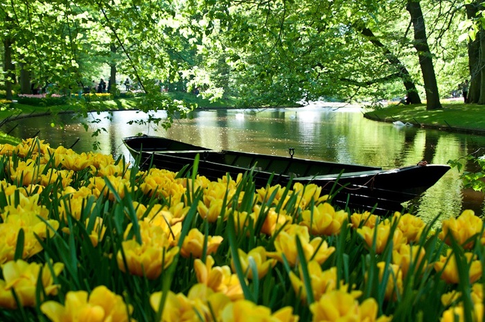 2627134_26Park_cvetov_Keikenkof_v_Gollandii (700x465, 185Kb)
