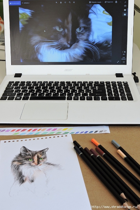 кошка из Сибири, художник Ольга Лялина, ShraddhaArt 2021(1) (466x700, 246Kb)