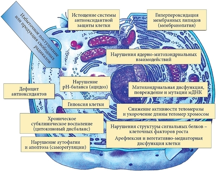 2800832_Narysheniya_na_kletochnom_yrovne (700x557, 306Kb)