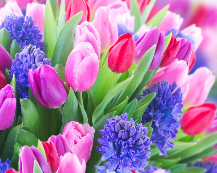 3085196_Tulips_Hyacinths_Closeup_487346 (700x560, 299Kb)