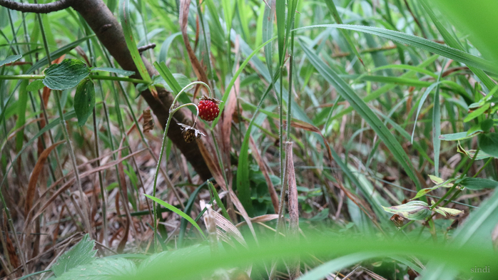 IMG_1011 (700x393, 377Kb)