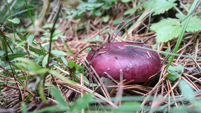 IMG_1021 (700x393, 387Kb)