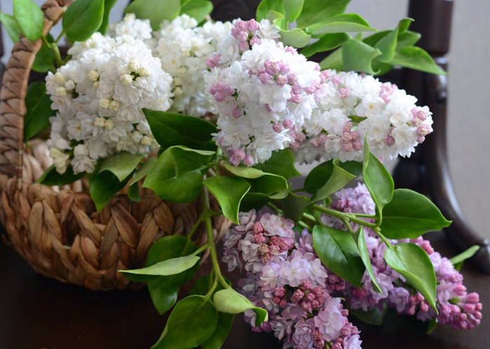 фарфоровые цветы Олеси Галущенко 1 (700x498, 356Kb)