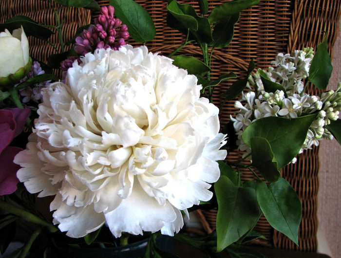фарфоровые цветы Олеси Галущенко 11 (700x530, 448Kb)