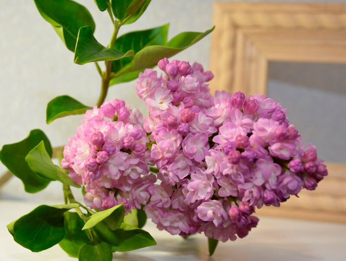 фарфоровые цветы Олеси Галущенко 8 (700x528, 343Kb)