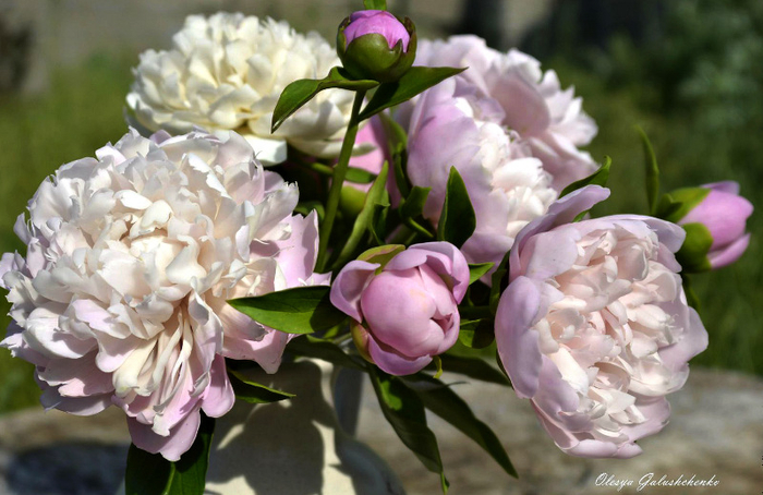 фарфоровые цветы Олеси Галущенко 4 (700x454, 344Kb)