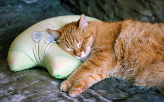 2019Animals___Cats_Beautiful_red_cat_sleeps_on_a_pillow_137370_19-2048x1280 (700x437, 359Kb)