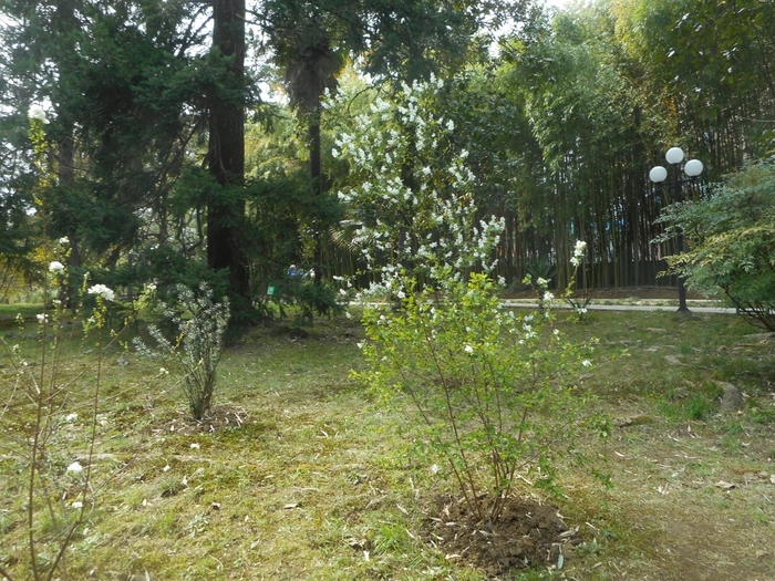 4878453_sichia_1134 (700x525, 376Kb)