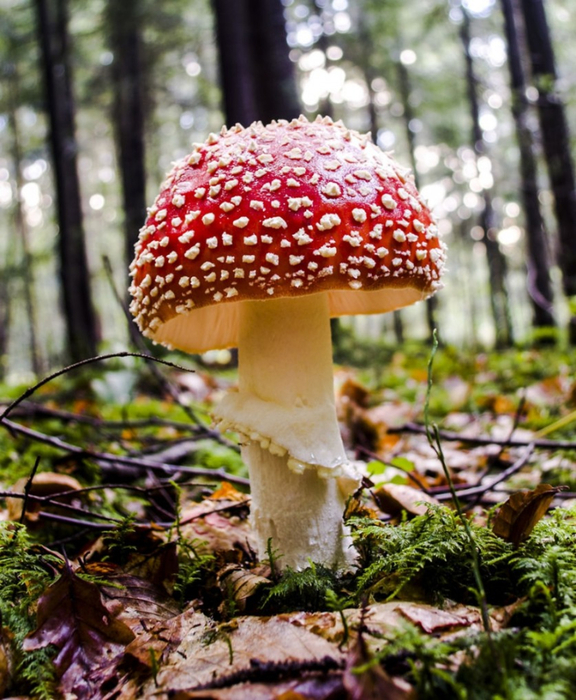 Beautiful-pictures-of-mushrooms-02 (576x700, 485Kb)