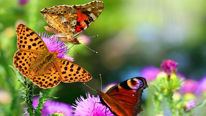 3085196_animalsinsectsbutterfly11283 (700x393, 200Kb)