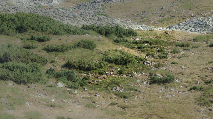 IMG_1290 (700x393, 425Kb)