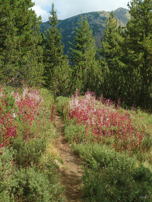 IMG_1346 (525x700, 681Kb)