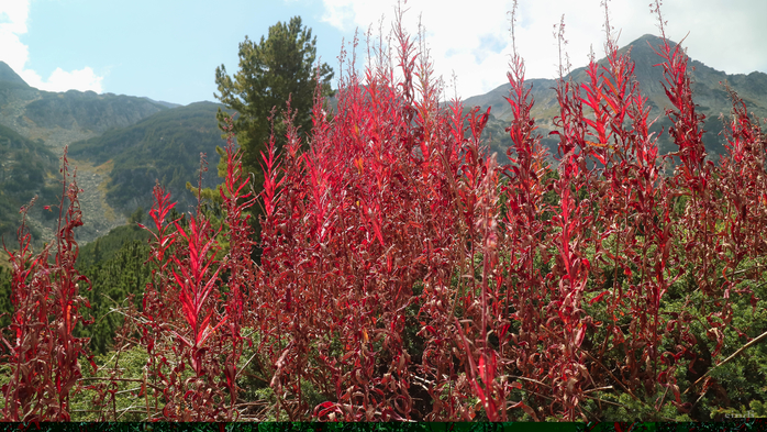 IMG_1333 (700x393, 488Kb)
