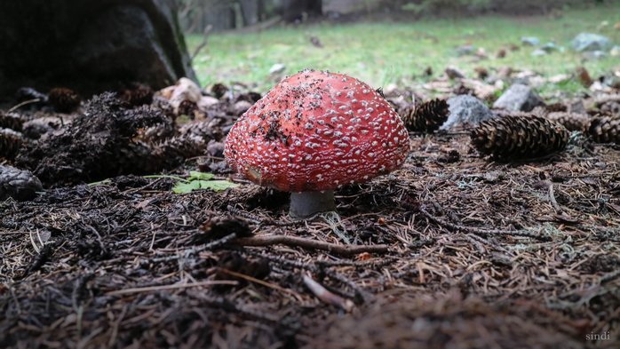 IMG_1382 (700x393, 363Kb)