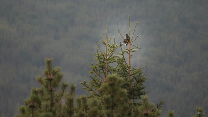 IMG_1391 (700x393, 202Kb)