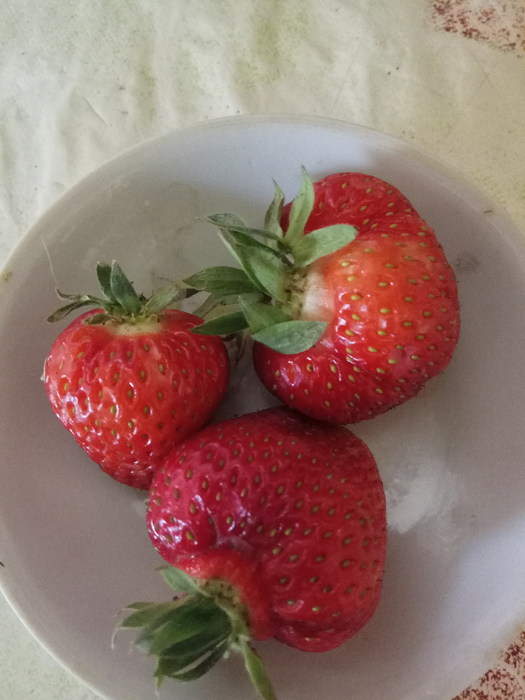 IMG_20210615_095727 (525x700, 347Kb)