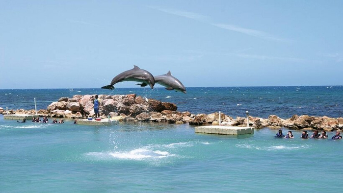 dolphin-cove-jamaica-820x462 (700x394, 215Kb)