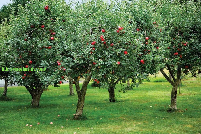 heirloom-orchard-apple-trees-1024x683 (700x466, 180Kb)