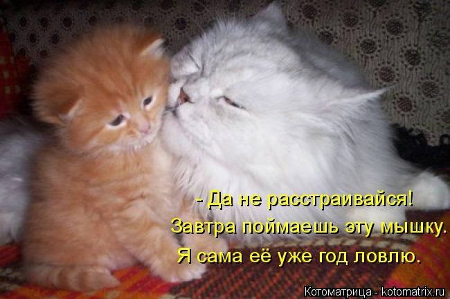 5402287_1398454150_www_radionetplus_ru13 (650x432, 49Kb)