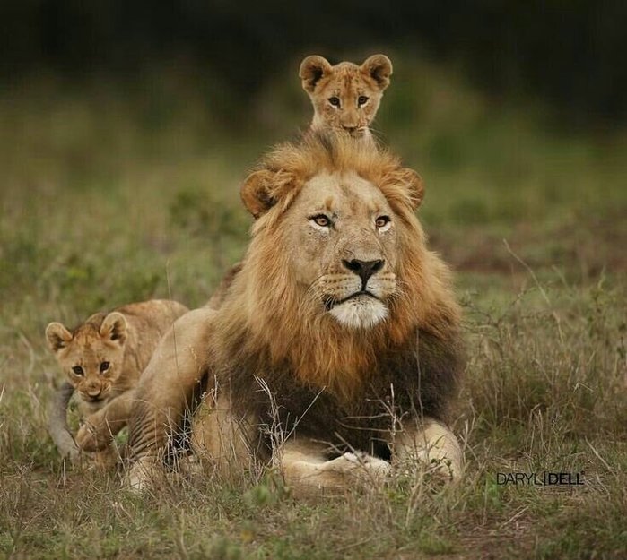 5 самых заботливых отцов в мире животных