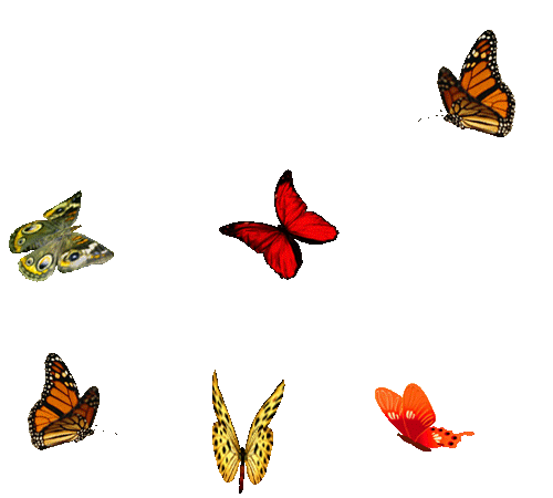 бабочки (500x450, 412Kb)