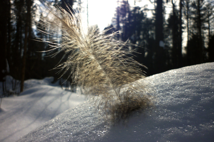 P1080744.1 (700x466, 467Kb)