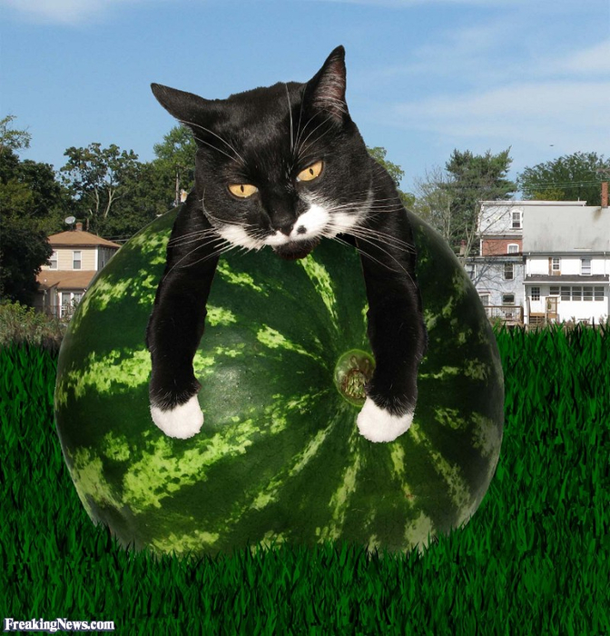Cat-Resting-on-a-Watermelon--62566 (672x700, 527Kb)