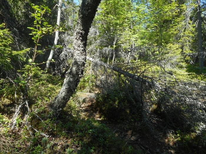 4878453_kyzovaa_117 (700x525, 399Kb)